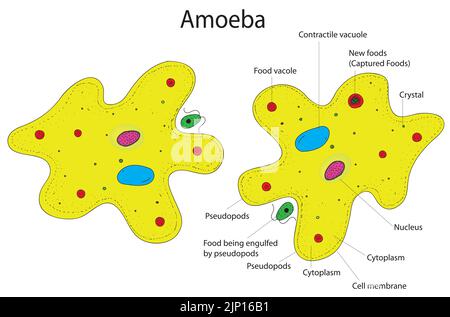 Amöbenstruktur Stock Vektor