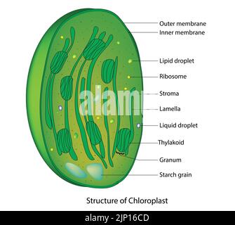 Chloroplast Anatomie Stock Vektor