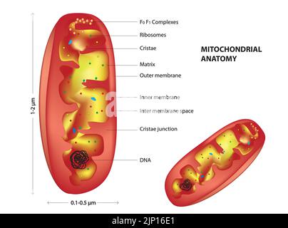 Mitochondriale Anatomie Stock Vektor