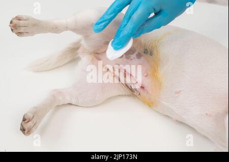 Der Tierarzt behandelt die Naht des Hundes nach einer chirurgischen Operation. Stockfoto