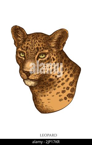 Handgezeichnete Vektor-Illustrationen für tropische Tiere. Farbiger Leopard. Stock Vektor