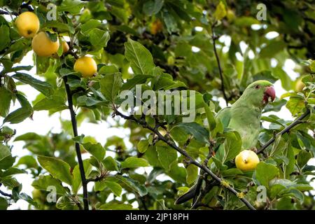 Ringhalssittich, der Krabbenäpfel in einem englischen Vorstadtgarten isst Stockfoto