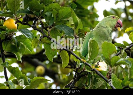 Ringhalssittich, der Krabbenäpfel in einem englischen Vorstadtgarten isst Stockfoto