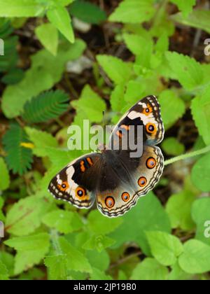 Weiblicher Blauer Stiefmütterchen-Schmetterling, der Nektar auf der spanischen Nadelblüte sucht auf dem Feld mit natürlichem grünem Hintergrund ähnelt das Muster orangen Augen Stockfoto
