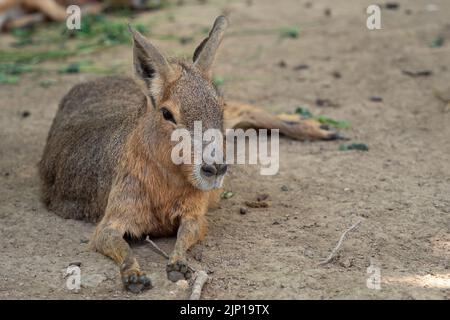 Patagonische mara, die auf dem Feld ruht, Dolichotis patagonum Stockfoto