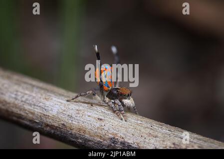 Pfauenspinne Maratus clupeatus zeigt seine Zuchtfarben für ein Weibchen an Stockfoto