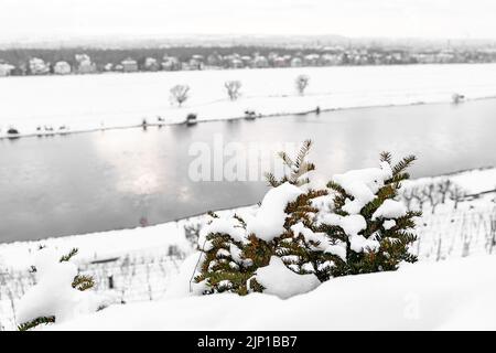 Junge Tanne bedeckt mit Schnee auf einem Hügel in der Nähe von Reihen von Weinbergen und ruhigen Fluss Stockfoto