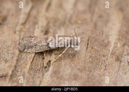 Detaillierte Nahaufnahme der kleinen Tabakmotte, Ephestia elutella, die auf Holz sitzt Stockfoto