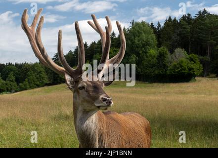 Hirsch-Portrait auf einer Wiese vor einem Wald Stockfoto