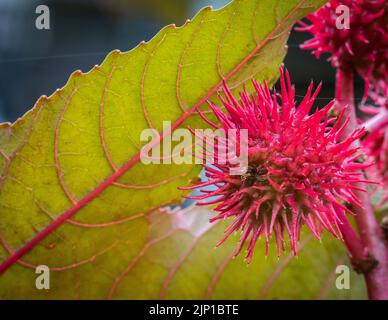 Rizinusölpflanze, Ricinus communis, Blätter, giftige Pflanze - selektiver Fokus Stockfoto