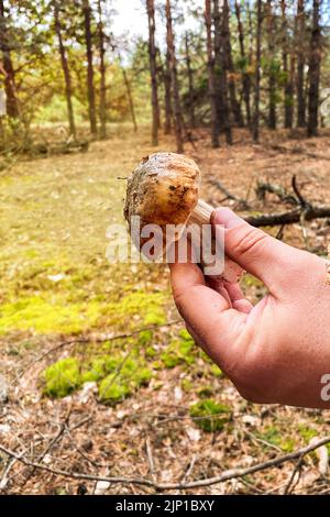 Boletus edulis in männlicher Hand. Natur des Herbstwaldes. Saison der Pilze im Wald. Stockfoto