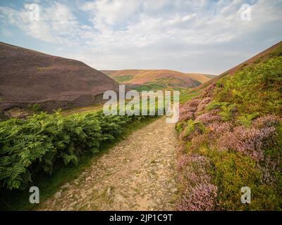 Olympus Digital Camera Credit: gary telford/Alamy Live News Stockfoto