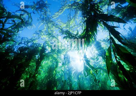 Riesenkelp oder Blasenkelp (Macrocystis pyrifera), San Clemente Island, Kalifornien, USA, Pazifik Stockfoto