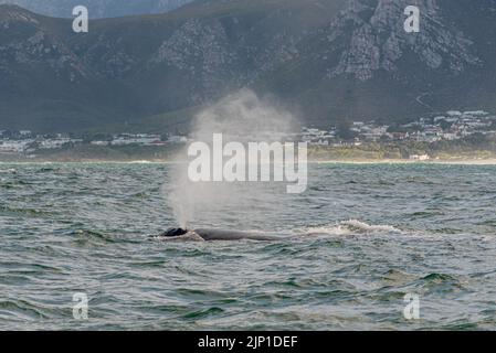 Südlicher rechter Wal, der in Walker Bay, Hermanus, Westkap Südafrika sprießt/bläst. 05. August 2022 Stockfoto