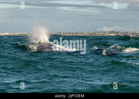 Südlicher rechter Walmutter und Kalb, die in Walker Bay, Hermanus, Westkap, Südafrika, spucken/blasen. 05. August 2022 Stockfoto