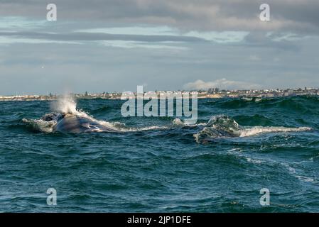 Südlicher rechter Walwal, der in Walker Bay, Hermanus, Westkap, Südafrika, wehte/spieß.05. August 2022 Stockfoto