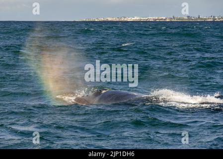 Südlicher rechter Wal sprießt/bläst einen Regenbogen in Walker Bay, Hermanus , Westkap Südafrika. 05. August 2022 Stockfoto