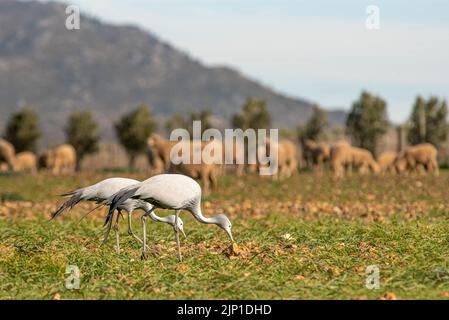 Blue Cranes (Anthropoides paradiseus) in der Nähe der Weinfarm Gabriëlskloof, Botrivier Area, Western Cape, Südafrika, 04. August 2022. Stockfoto