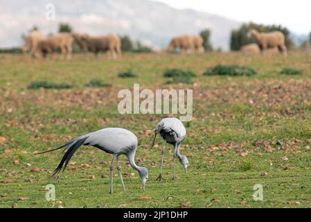 Blue Cranes (Anthropoides paradiseus) in der Nähe der Weinfarm Gabriëlskloof, Botrivier Area, Western Cape, Südafrika, 04. August 2022. Stockfoto