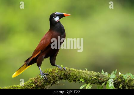 Montezuma Oropendola (Psarocolius montezuma) auf einem Moosarm, Costa Rica. Stockfoto