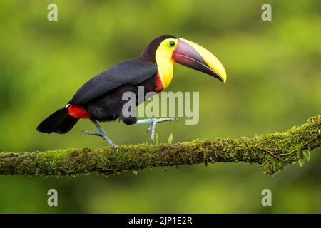 Schwarzmandiblierte Tukan (Ramphastos ambiguus), die mit Moos auf einen Ast springen, Costa Rica. Stockfoto