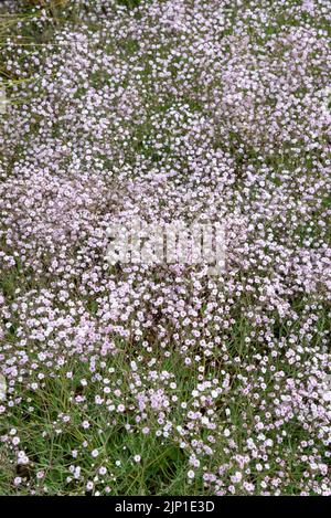 Gypsophila 'Rosenschleier' (Babyatem) eine niedrig wachsende mehrjährige Pflanze mit Massen von winzigen, doppelt rosa Blüten im Sommer. Stockfoto