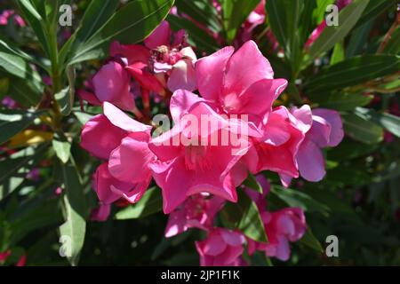 Rosa Oleanderblüten (lateinisch Nerium Oleander) , am häufigsten als Oleander oder nerium bekannt, ist ein ornamentaler Strauch Stockfoto