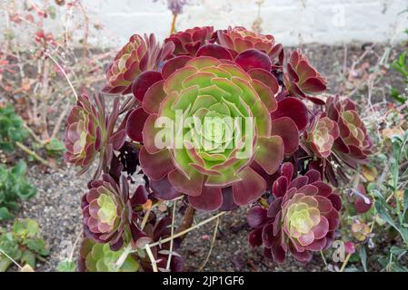 Aeonium 'Velour' eine immergrüne Sukulente mit Rosetten fleischigen Laubs mit dunkelroten Rändern Stockfoto