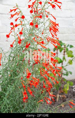 Epilobium Canum (Californian Fuchsia) ein zartes halbimmergrüner Strauch mit lebhaften orange/roten Blüten Stockfoto