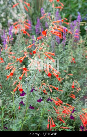 Epilobium Canum (Californian Fuchsia) ein zartes halbimmergrüner Strauch mit lebhaften orange/roten Blüten Stockfoto