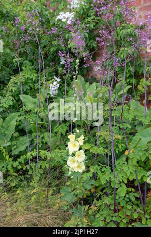 Thalictrum und Hollyhock im Paradise Garten bei RHS Bridgewater, Worsley, Greater Manchester, England. Stockfoto