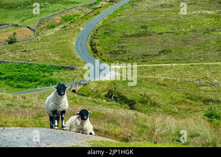 Zwei Schafe am Straßenrand auf den Yorkshire Moors Stockfoto