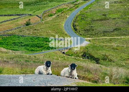 Zwei Schafe am Straßenrand auf den Yorkshire Moors Stockfoto