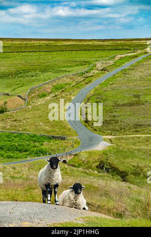 Zwei Schafe am Straßenrand auf den Yorkshire Moors Stockfoto