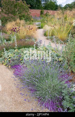 Pflanzen im Sommer im Garten Paradise bei RHS Bridgewater, Worsley, Greater Manchester, England. Stockfoto