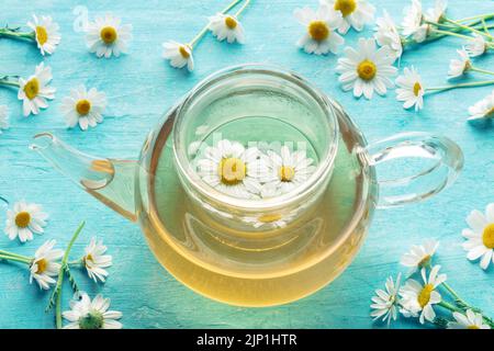Kamillentee in einer Teekannen, ein Kräutertee zum Entspannen, mit organischen losen Blumen auf blauem Hintergrund Stockfoto