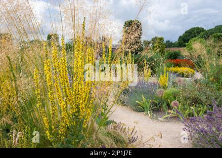 Verbascum und Stipa gigantea im Paradise Garten bei RHS Bridgewater, Worsley, Greater Manchester, England. Stockfoto