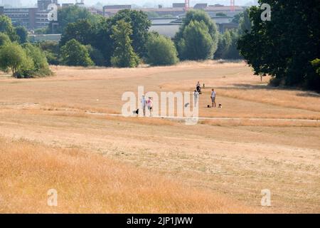 Alexandra Park, London, Großbritannien. 15. August 2022. Wetter in Großbritannien: Dürrewarnungen in Großbritannien. Trockene Bedingungen im Alexandra Park, im Norden Londons. Kredit: Matthew Chattle/Alamy Live Nachrichten Stockfoto