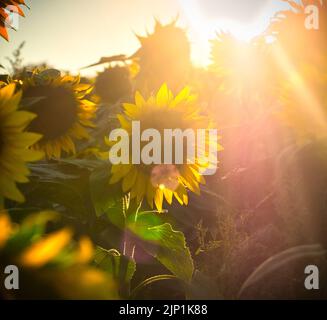 Sonnenstrahlen, Sonnenblumenfeld, Sonnenstrahlen, Sonnenstrahlen, Sonnenstrahl, Sonnenstrahl, Sonnenstrahlen, Sonnenblumenfelder Stockfoto