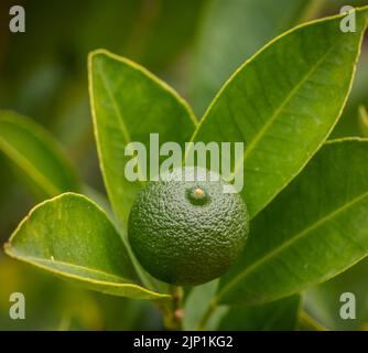 Calamondin (Citrofortunella microcarpa, Citrus fortunella, Citrus mitis), unreife Frucht auf einem Busch. Stockfoto
