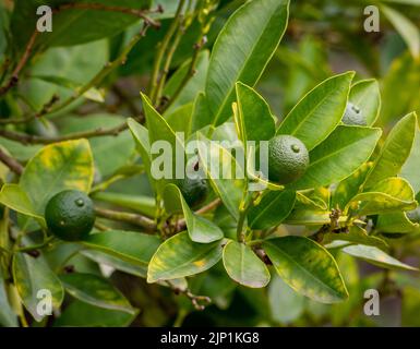 Calamondin (Citrofortunella microcarpa, Citrus fortunella, Citrus mitis), unreife Frucht auf einem Busch. Stockfoto