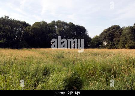 Welches Meadow in Summer, Leamington Spa, Warwickshire, Großbritannien Stockfoto