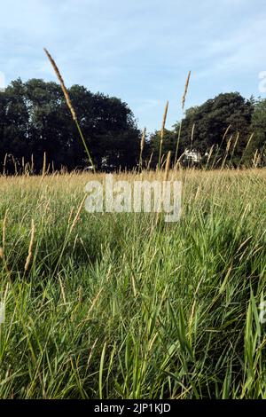 Welches Meadow in Summer, Leamington Spa, Warwickshire, Großbritannien Stockfoto