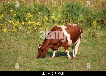 Gehörnte rote und weiße Kuh mit Kahlkopfmustern, die auf einer Wiese grasen. Ich bin mir über die Rasse nicht sicher... holstein-friesische Kuh oder eine spezielle niederländische Rasse lik Stockfoto