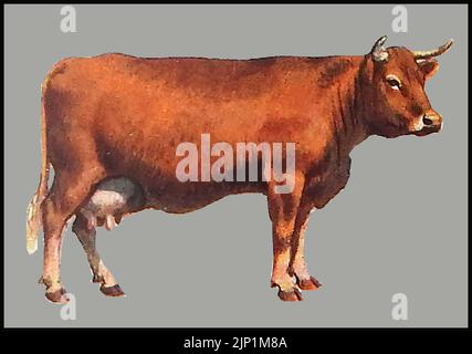 Rinderrassen - Eine ca. 1940er Jahre farbige Illustration einer Kuh von South Devon Stockfoto