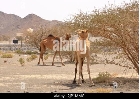 Oman, frei wanderbares Kamel in der Nähe einer Straße, wunderschöne karge Berglandschaft Stockfoto