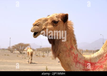 Oman, frei wanderbares Kamel in der Nähe einer Straße, wunderschöne karge Berglandschaft Stockfoto