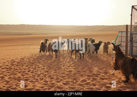 Ziegen umzäunen die Dünen von wahiba im Oman Stockfoto