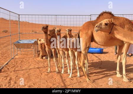 Ein Kamel mit ihren drei Kälbern in der Wüste im Oman Stockfoto