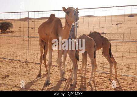 Ein Kamel mit ihren drei Kälbern in der Wüste im Oman Stockfoto